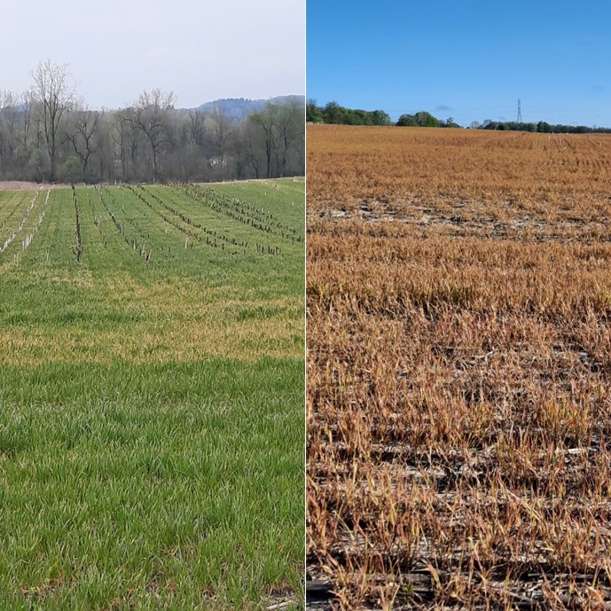 Cereal rye termination with herbicide progression.jpg